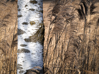 Birke und Schilf in der Sonne