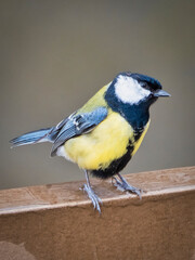 eine Blaumeise sitzt auf einem Geländer