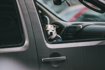 Small dog looking unimpressed outside of the passenger window of a vehicle