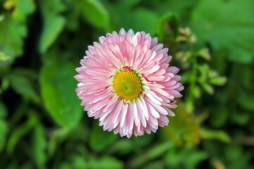 Fototapeta premium Closeup shot of a beautiful pink daisy