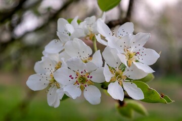 Closeup shot of a blossoming apple tree