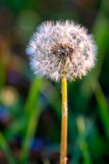 Closeup shot of a dandelion flower in a garden