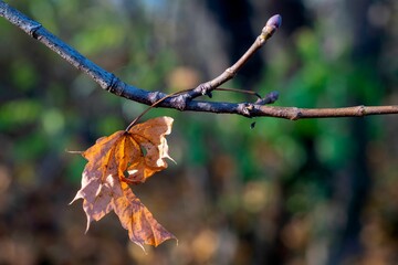 Closeup shot of a dry maple leaf on a branch
