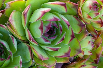 Fototapeta premium Closeup of fresh houseleek plant in a pot growing in a garden