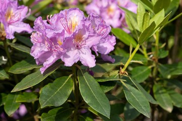 Closeup of a beautiful Rhododendron Hybrid flower growing in a garden on a sunny day