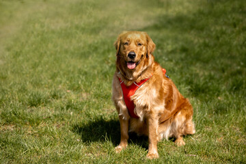 Golden retriever sits in the park on the grass