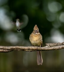 Closeup shot of a bird perched on the tree branch