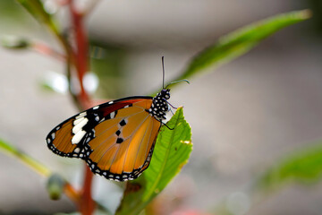 Fototapeta na wymiar Papillon monarque tout juste sortit de son cocon