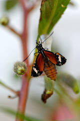 Papillon monarque tout juste sortit de son cocon
