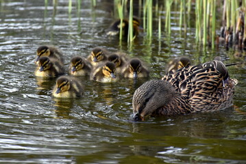 Entenfamilie im Stadtgarten in Freiburg