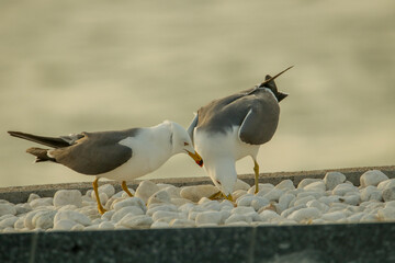 바닷가 갈매기들의 자유로운 날개짓. 조나단의 꿈.