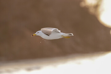 바닷가 갈매기들의 자유로운 날개짓. 조나단의 꿈.