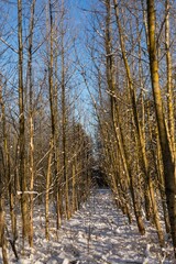 Vertical shot of a row of trees in a winter park under the blue sky