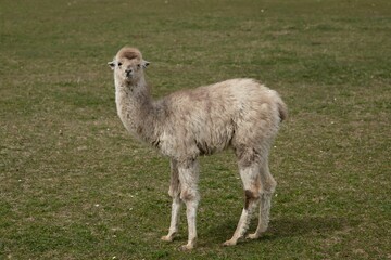 Closeup shot of a white baby looking at the camera on a background of green grass