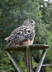 Great owl sitting on a log and looking to the side
Großer Uhu, der auf einem Baumstamm sitzt und zur seite schaut