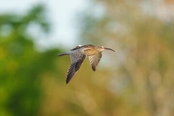Beautiful shot of a Eurasian whimbrel flying