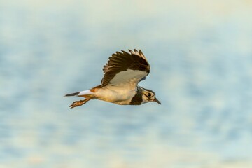 Beautiful shot of a lapwing flying