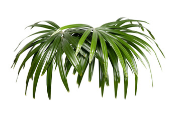 Bamboo palm, Lady palm leaves transparency background for design and layout.