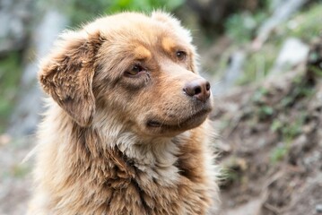 Closeup of a Nova Scotia Duck Tolling Retriever outdoors