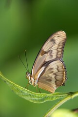 Macro shot of Julia longwing (dryas julia) on green leaf in Florida