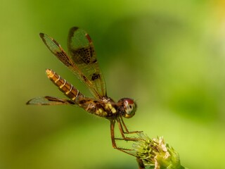 Macro shot of eastern amberwing (Perithemis tenera)