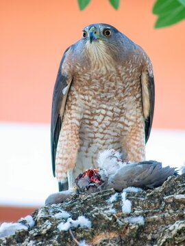 Sharp-shinned hawk (Accipiter striatus) with a pigeon prey