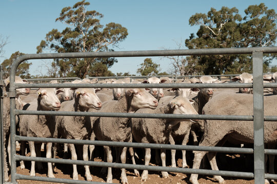 Merino Sheep in sheep yards
