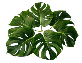 photo of green monstera leaves transparent