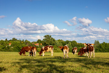 Troupeau de jeunes vaches laitières en pâture dans les champs et l'herbe vertes.