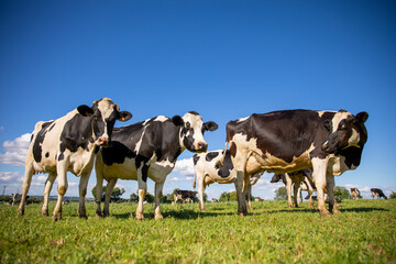 Fototapeta na wymiar Troupeau de vache laitière noir et blanche et paysage de campagne au printemps.