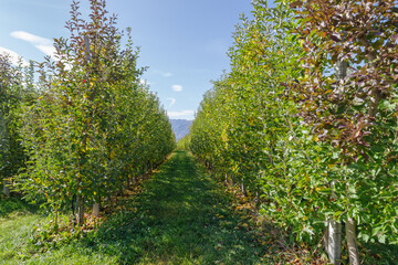 Fototapeta premium Apple crops in the Val di Non, Trentino, Italy
