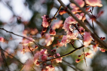 Nature in Portugal, flowers and trees