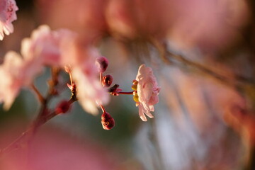 Nature in Portugal, flowers and trees