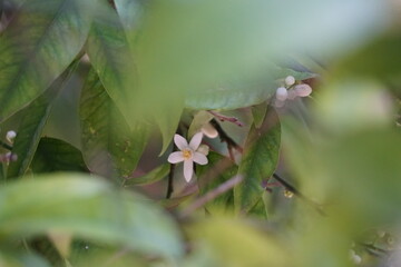 Nature in Portugal, flowers and trees