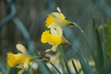 Nature in Portugal, flowers and trees