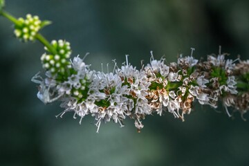 Beautiful closeup of buds and flowers of a mint plant in the garden