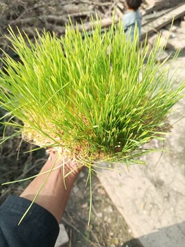 Grass Of Veet On Hand