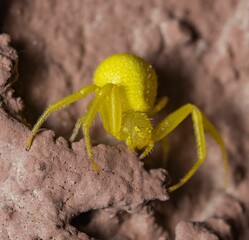 Closeup view of a yellow crab spider