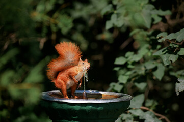 Close up of Red Squirrel drinking water from garden fountain bowl.