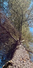 Fototapeta premium pine tree in the forest