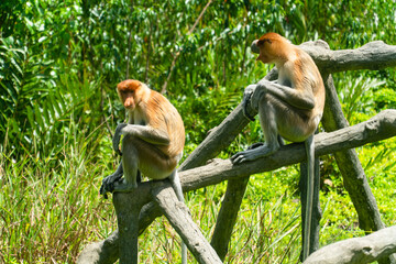 Proboscis monkey or Nasalis larvatus, in the rainforest of island Borneo. Labuk bay, Malaysia.