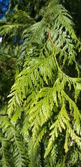 Green thuja leaves close-up. Natural green background.