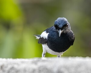 Oriental magpie bird on a concrete surface against a blurred background