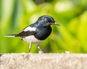 Oriental magpie bird on a concrete surface against a blurred background