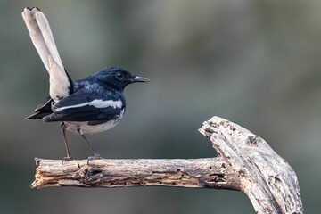 Oriental magpie bird peching on a dead tree branch against a blurred background