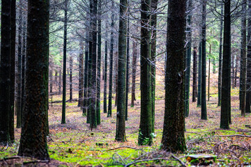 spring forest in the morning