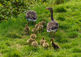 Greylag Goose Ducklings with parent close by