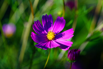 Fototapeta premium Leaves and flowers of the cosmea.