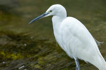 Closeup of a beautiful Little egret perched in the water during the daytime