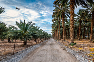 Fototapeta na wymiar Countryside gravel road among plantations of date palms, image depicts healthy food production as well sustainable agriculture industry in desert and arid areas of the Middle East